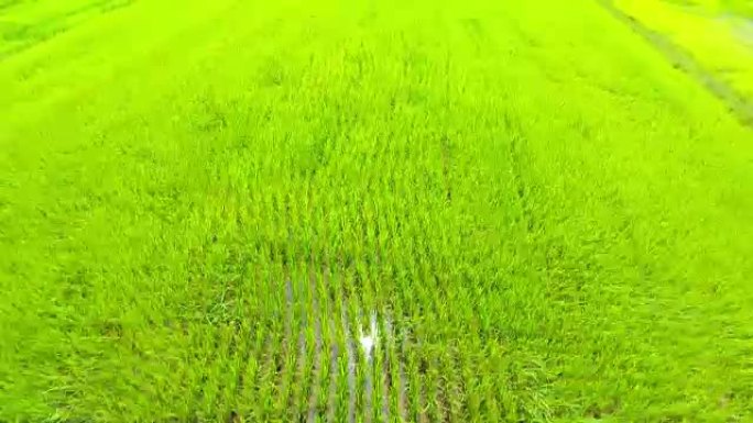 水稻绿地的空中景观