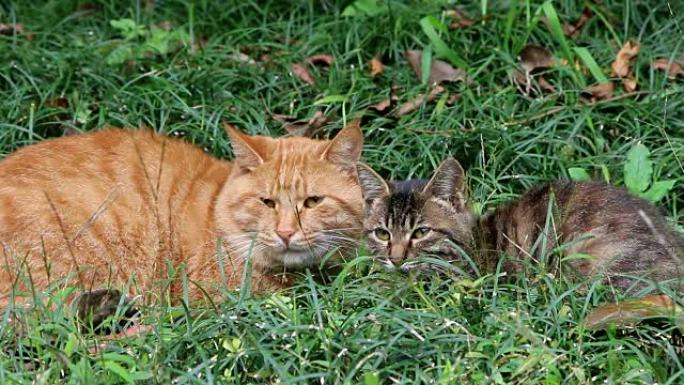 流浪猫在草地上休息