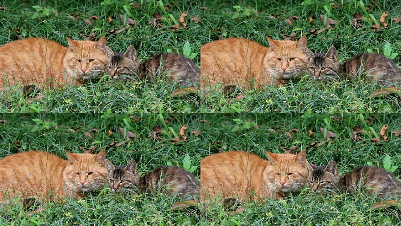 流浪猫在草地上休息