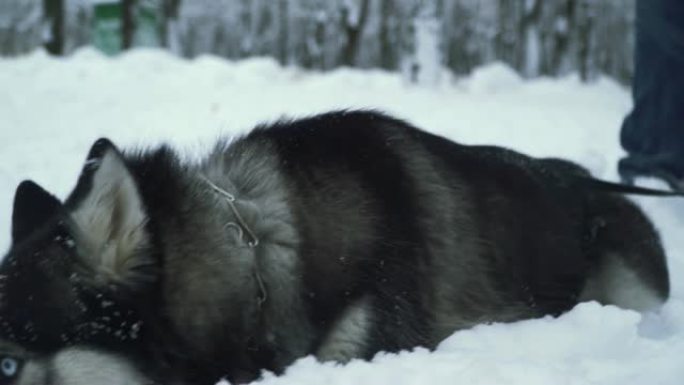 美丽的西伯利亚哈士奇，美丽的眼睛在雪地里挖鼻子寻找森林里的东西。顽皮的狗在雪地里玩得很开心。
