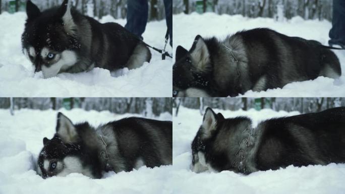美丽的西伯利亚哈士奇，美丽的眼睛在雪地里挖鼻子寻找森林里的东西。顽皮的狗在雪地里玩得很开心。