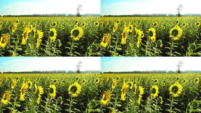 泰国华富里府khao jeen lae的向日葵