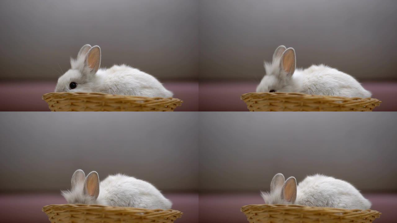 可爱的白色兔子在篮子里吃饭，动物展览，宠物慈善基金