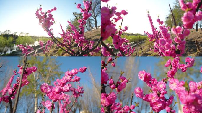 春天温暖阳光下的鲜花盛开唯美惊艳 4K
