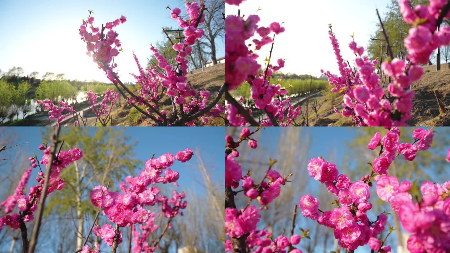 春天温暖阳光下的鲜花盛开唯美惊艳 4K