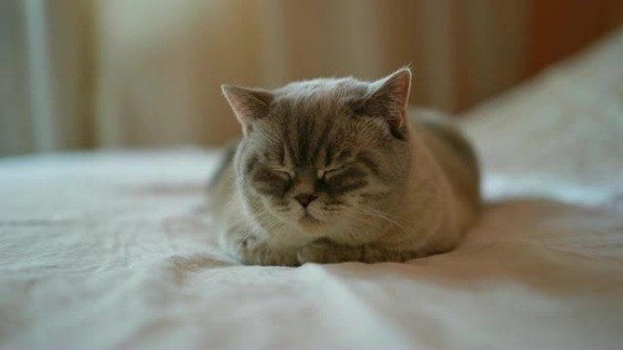可爱的猫在床上打盹，家养宠物，英国短毛猫丁香点