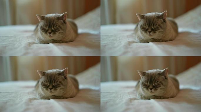 可爱的猫在床上打盹，家养宠物，英国短毛猫丁香点