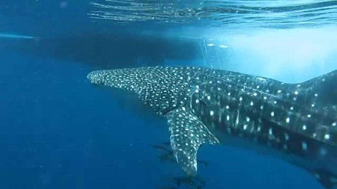 濒危物种远洋鲸鲨 (犀牛类) 与军曹鱼 (rachycenron canadum) 和人一起游泳。一