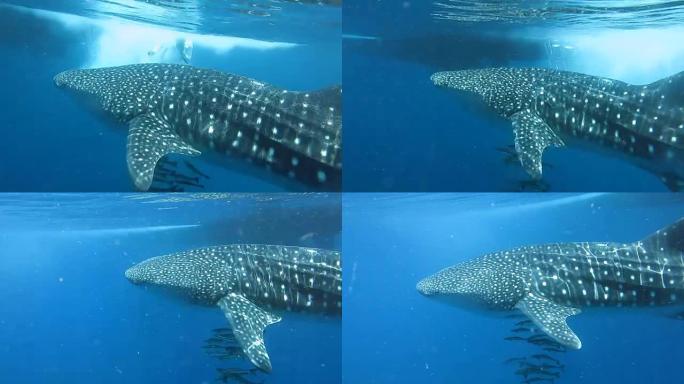 濒危物种远洋鲸鲨 (犀牛类) 与军曹鱼 (rachycenron canadum) 和人一起游泳。一