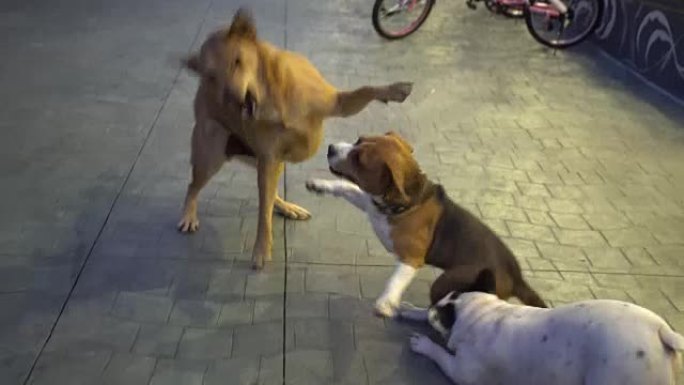 有趣的狗跑了小狗打架