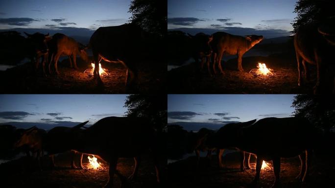 湖边的夜晚，水牛在湖边休息。该视频是在乡村环境中的户外创建的。