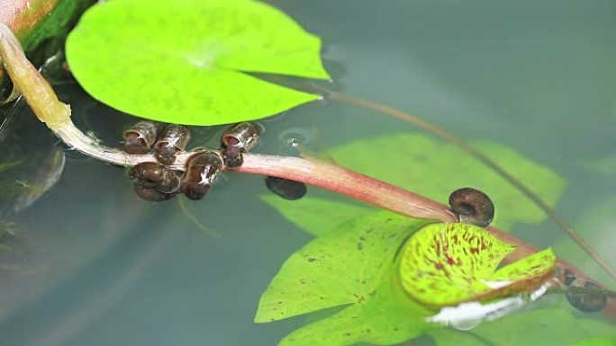 池塘里的淡水蜗牛小蝌蚪荷叶摇晃
