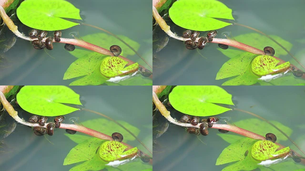 池塘里的淡水蜗牛小蝌蚪荷叶摇晃