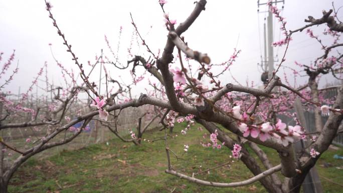 桃花枝