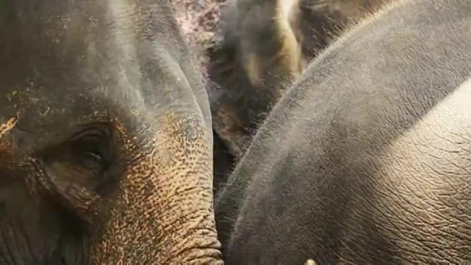 泰国的亚洲象野生动物动物保护稀有动物