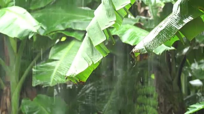 在森林里下雨