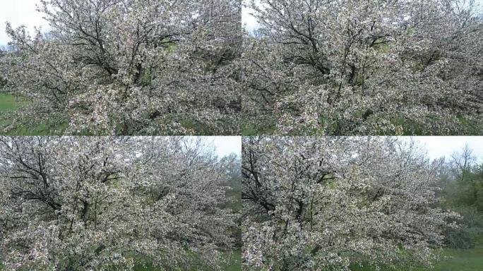 在开花树上平移 (未分级镜头)