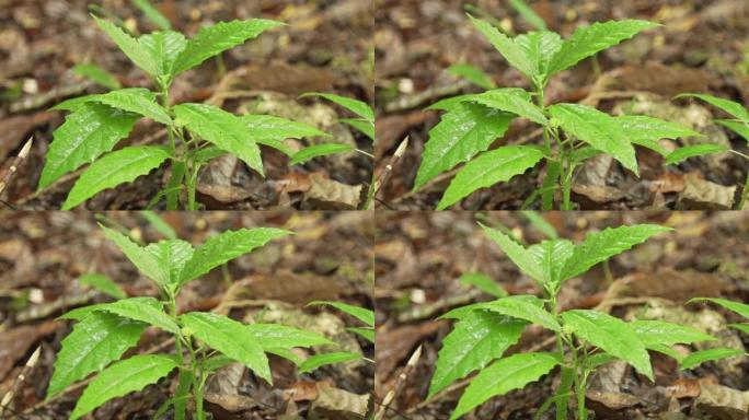巴西森林植物的特写镜头