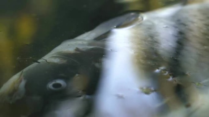 无生命的鱼躺在潮汐水面，环境污染问题