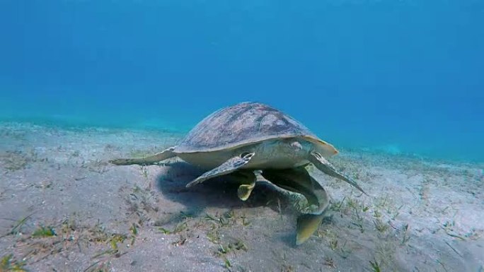 绿海龟和Remora鱼在海草床上放牧/Marsa Alam