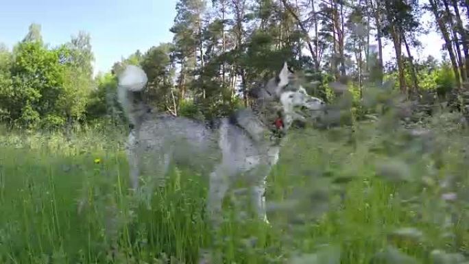 西伯利亚哈士奇沿着高高的草丛奔跑。