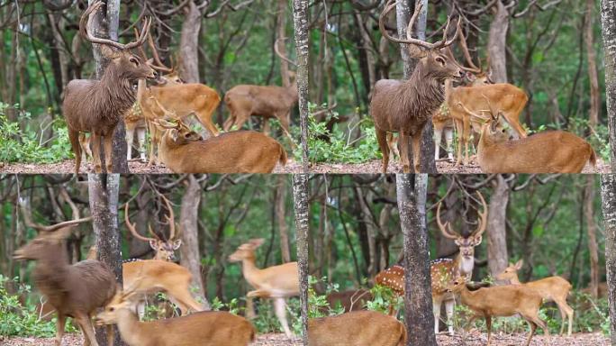 鹿、轴鹿、桑巴鹿