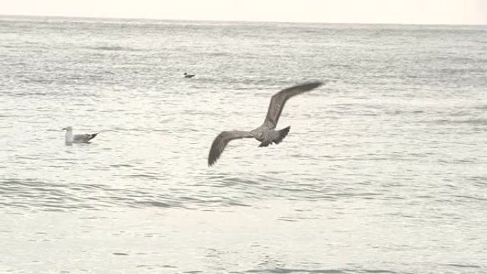 黑暗海鸥飞越水面