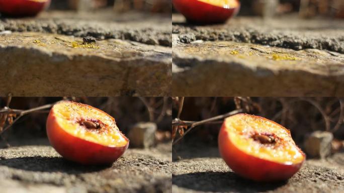 苍蝇在阳光下参观桃子横截面