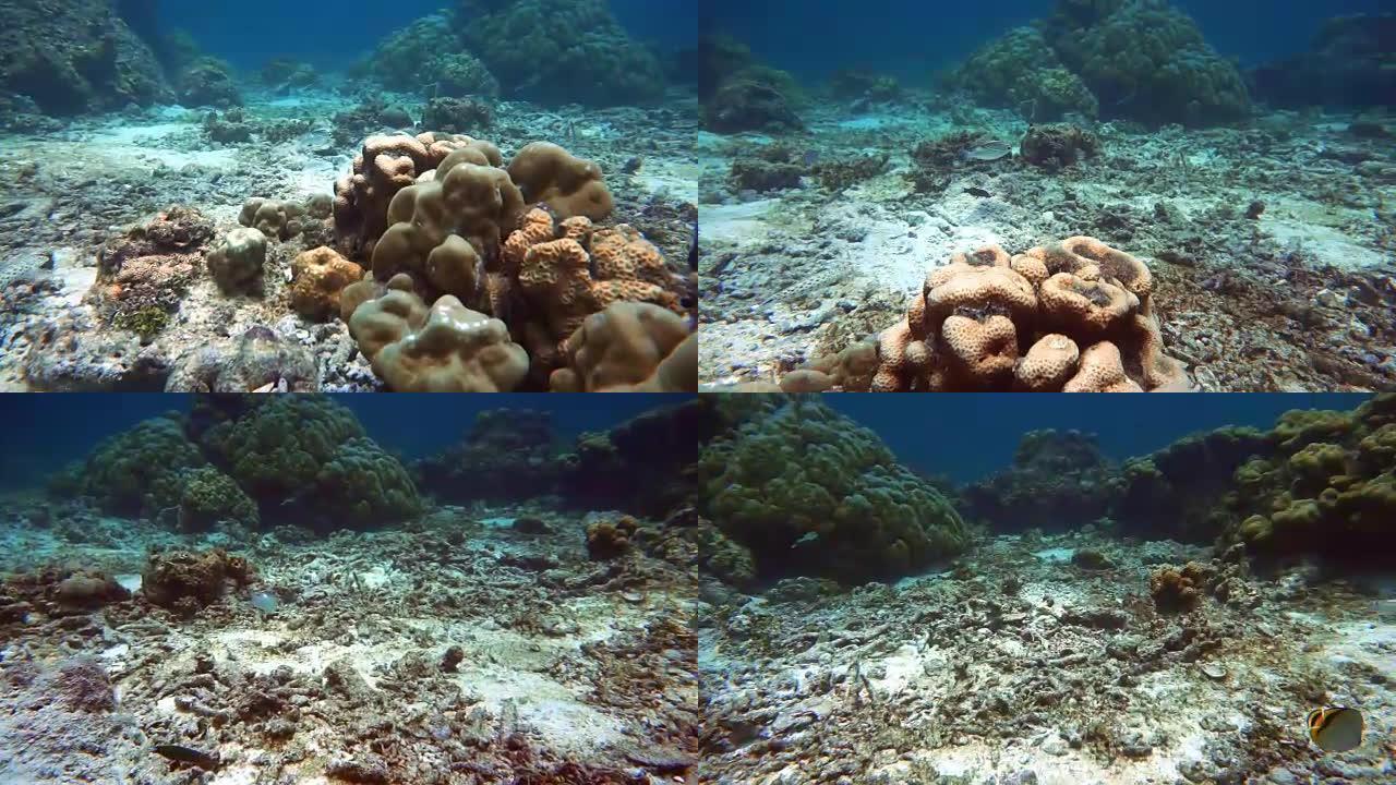 炎热的夏季珊瑚白化 (Phylum Cnidaria) (Anthozoa) 由于全球变暖而导致的环