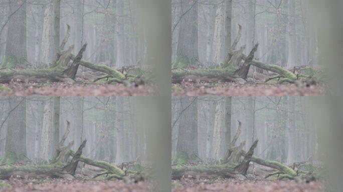 小鹿在黑森林中觅食
