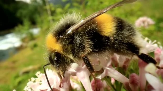 大黄蜂从花中收集花蜜。特写宏观。