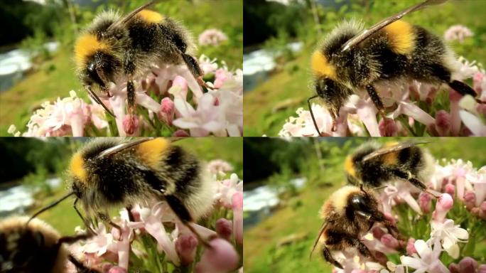 大黄蜂从花中收集花蜜。特写宏观。