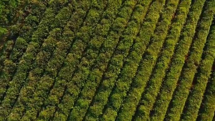 鸟瞰图上均匀排列的茶树种植，生产出口货物