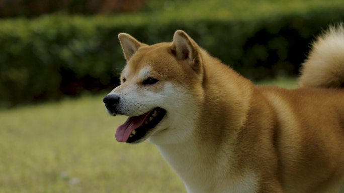 宠物狗柴犬户外奔跑