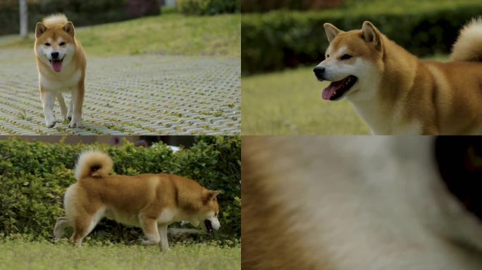 宠物狗柴犬户外奔跑