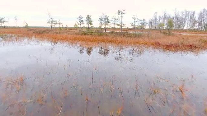 白俄罗斯的野生动物保护区。鸟瞰图。飞越森林沼泽。空中无人机射击