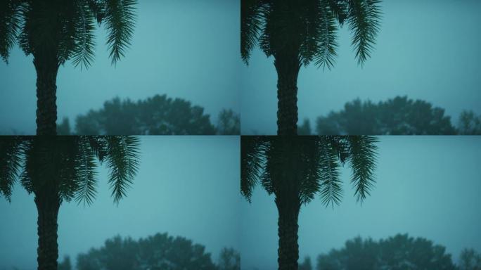 暴雨期间，一棵棕榈树在风中摇摇着
