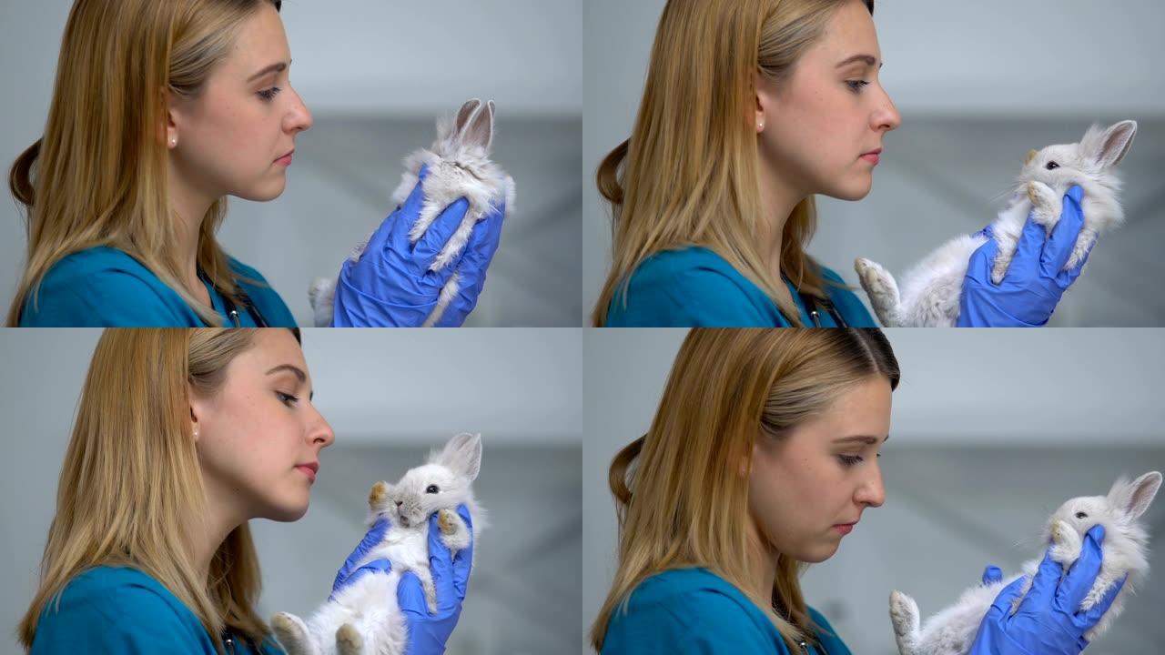 女兽医检查腹部的兔毛是否有寄生虫，宠物健康检查