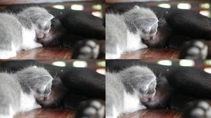 猫母乳喂养小猫