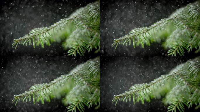 SLO MO LD雪落在云杉树的树枝上