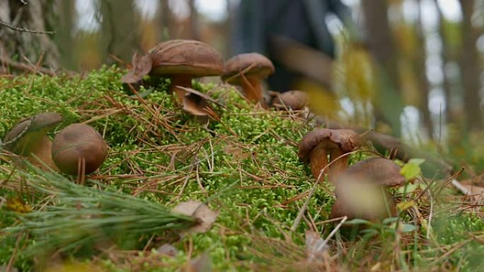苔藓中的森林蘑菇苔藓中的森林蘑菇