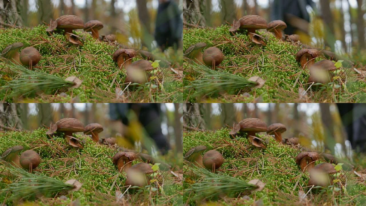 苔藓中的森林蘑菇苔藓中的森林蘑菇