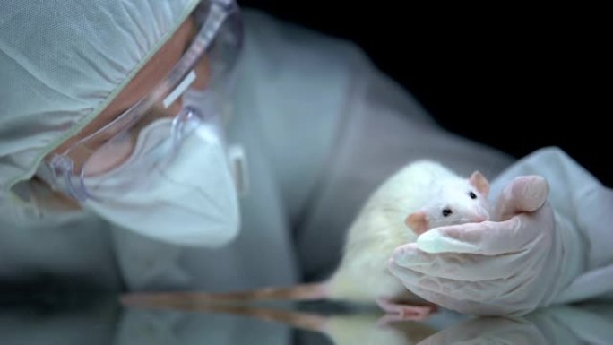 实验室工作人员在实验后筛选大鼠行为，非法动物测试