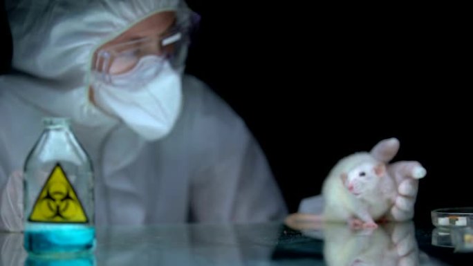 科学家观察生物危害后大鼠的反应，生物武器的发展