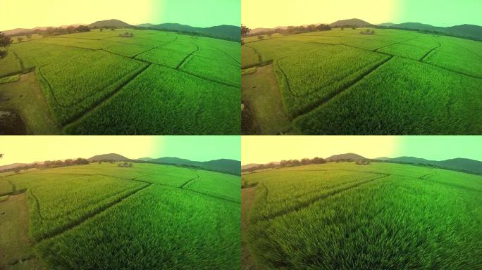 空中拍摄上午的稻田视野