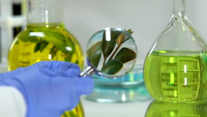 实验室助理用放大镜研究绿色植物，有机美容产品