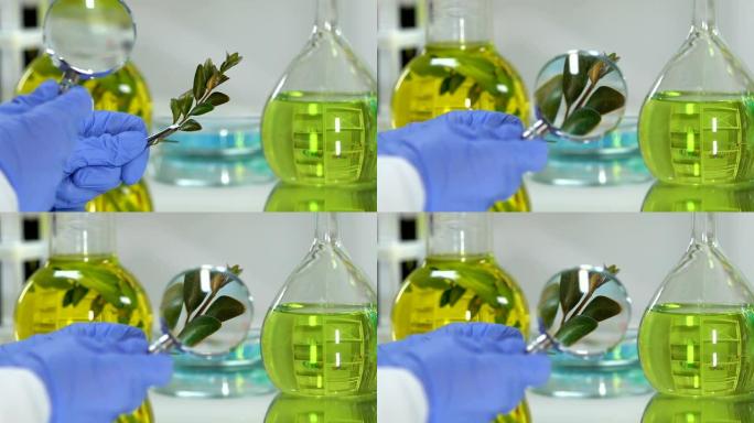 实验室助理用放大镜研究绿色植物，有机美容产品