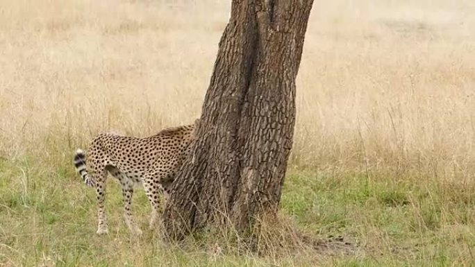 猎豹狩猎/捕食