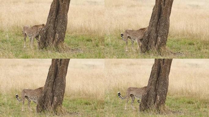 猎豹狩猎/捕食