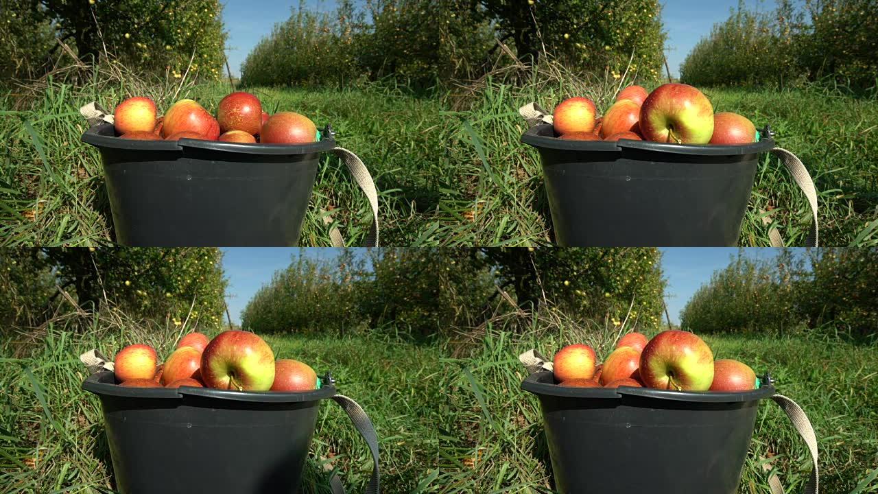 摘苹果。桶中的红苹果